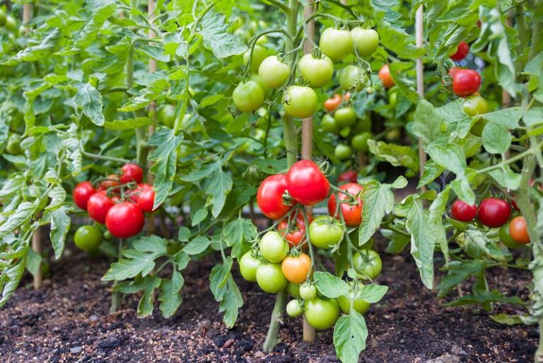 17 Tomato Feeding Tricks For Late Summer That Wake Up Plants That Have Stalled Out