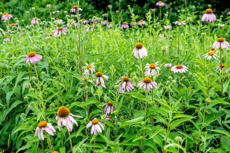 15 Places You Should Never Plant Coneflowers (And 4 Spots Where They Suddenly Thrive)