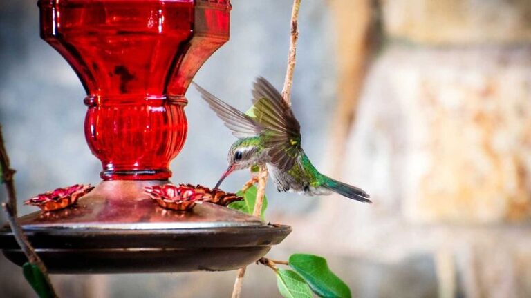 12 Feeder Alternatives That Bring Hummingbirds Flocking (And 6 You Should Never Put Out)