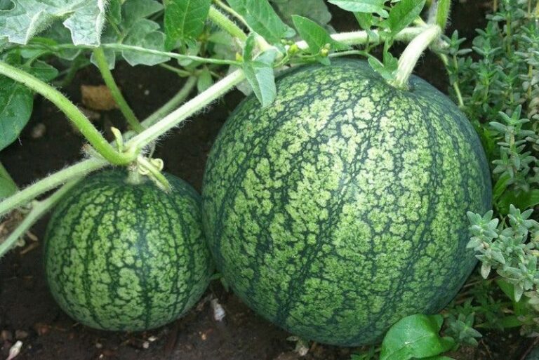 See Just How Many Watermelons One Plant Really Gives You When You Get The Conditions Right