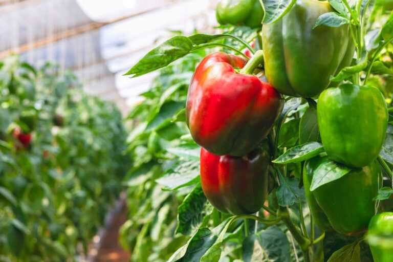 17 Pepper Feeding Tricks For August That Keep Hungry Plants From Stalling Before Harvest