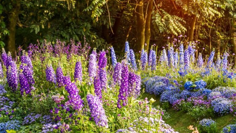 Cut Back Your Delphiniums Right After Flowering And Unlock A Second Bloom Show