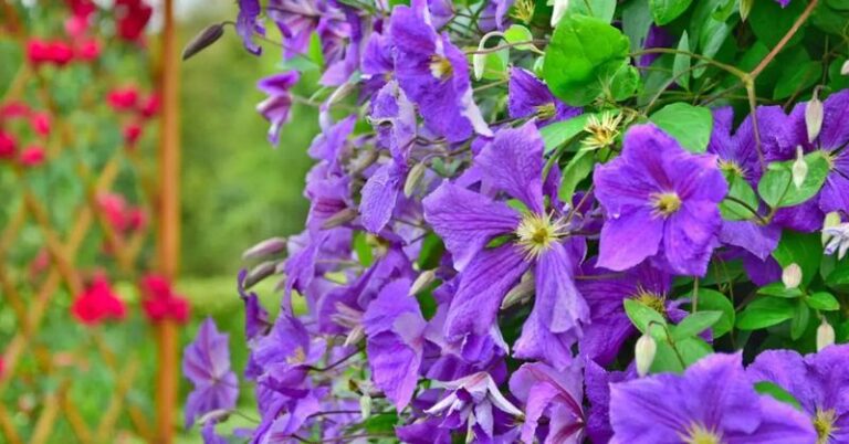 16 Clematis Care Mistakes That Leave It Flowerless-And The Easy Overlooked Fix Behind Each