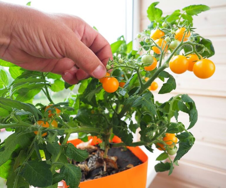17 Reasons Your Tomatoes Stayed Small This Year-And The Quick Fix For Each One