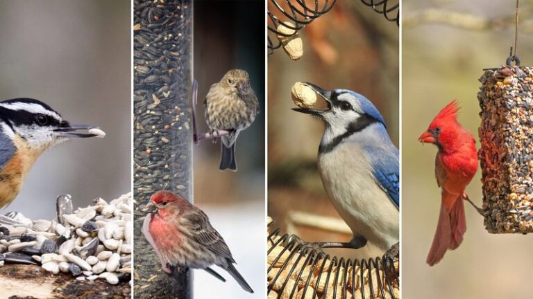 These 9 Birds Will Make Your Backyard Their Favorite Spot (And Why They Pick Some Yards Over Others)