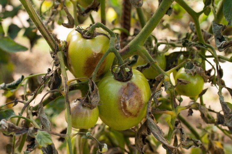 The Hidden Reason Your Tomatoes Stayed Small This Year Most Gardeners Never Check