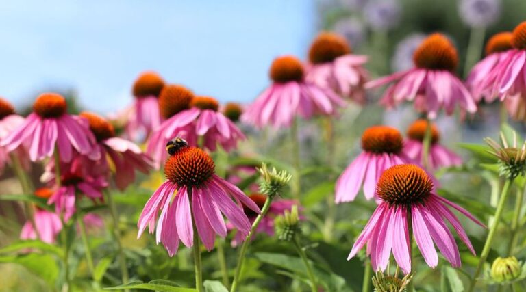 15 Care Habits That Keep Echinacea Blooming Right Through A July Heatwave