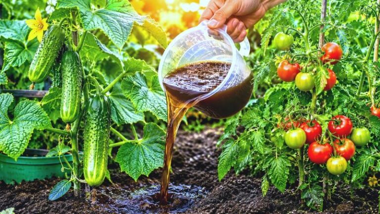 17 Single-Ingredient Fertilizers That Power A Bigger Tomato Harvest From One Simple Feeding