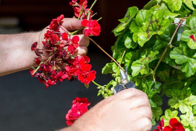 15 Signs It’s Time To Deadhead Your Geraniums-And The Right Way To Make The Cut