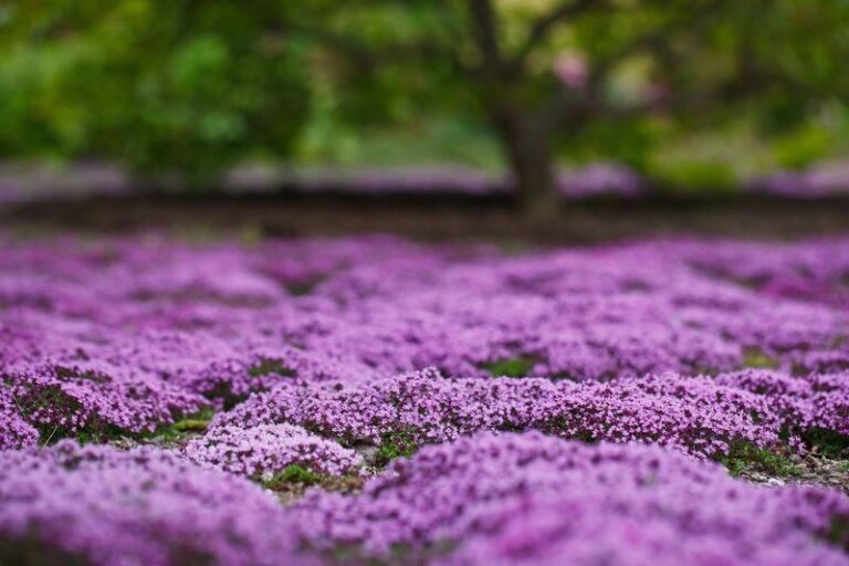 This One Stunning Ground Cover Can Reduce Weeds in Sunny, Well-Drained Gardens After Establishment
