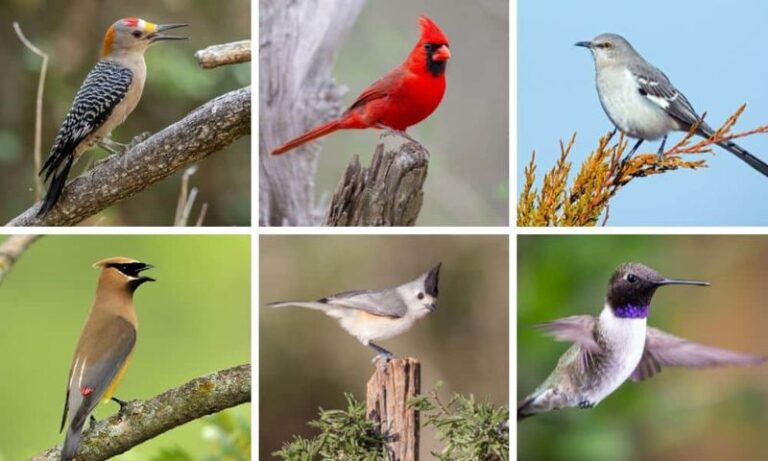 If These 20 Birds Show Up In Your Yard, You’re Doing Everything Right