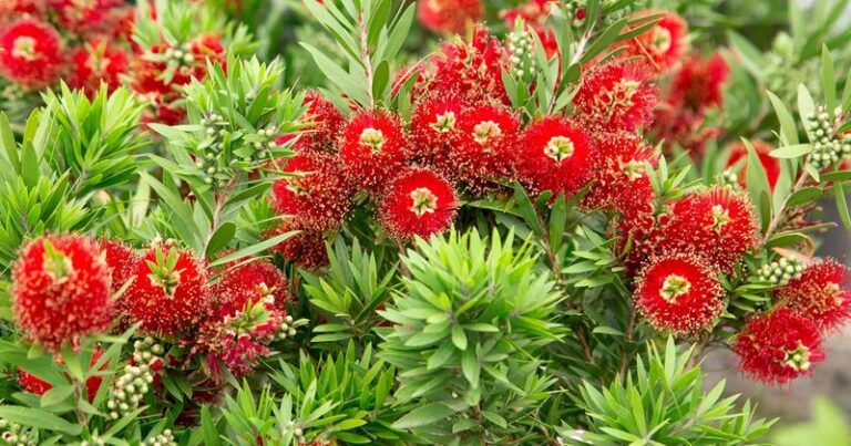 32 Gorgeous Plants To Grow Instead Of Roses When You Want Something Easier And Just As Stunning