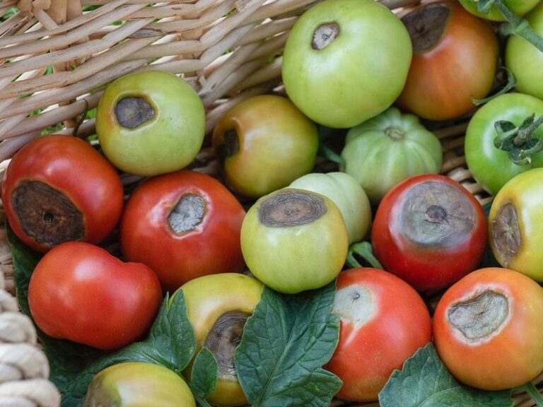 17 Reasons Your Tomatoes Get Bottom Rot-And Why The Real Cause Starts In The Soil