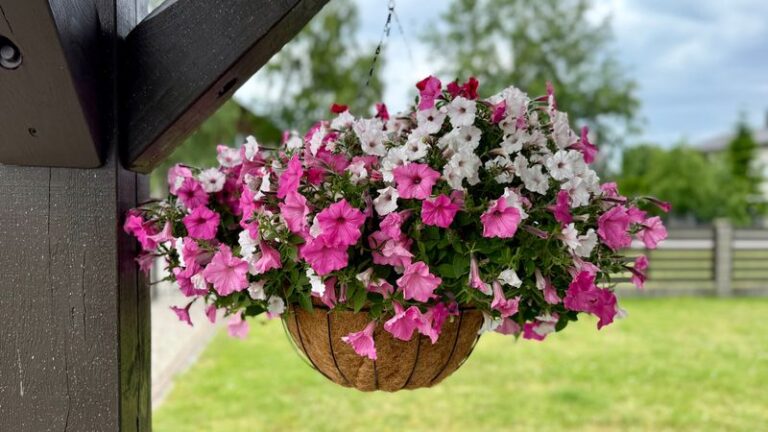 16 Simple Hacks That Get Your Petunias Blooming Like Crazy Before Summer’s Over