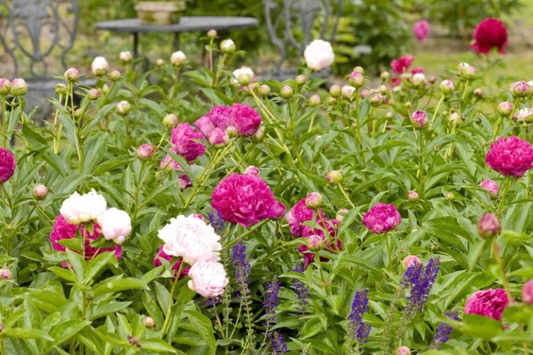 7 Things To Do With Your Peonies Right After They Bloom (Most Gardeners Skip The One That Matters)