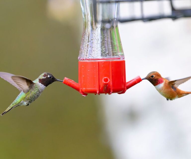 Hummingbirds Read Your Whole Yard, Not Just The Feeder – Here’s Why They Skip Some Spots