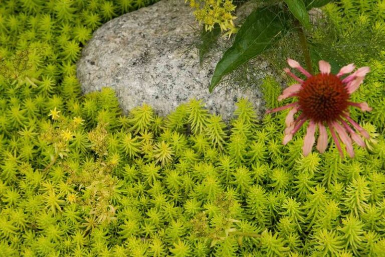 17 Budget-Friendly Plants That Fill Empty Garden Spaces Fast Before Summer’s Gone