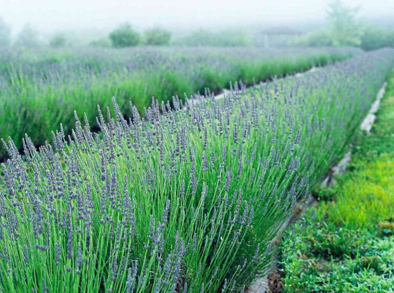 17 Tips For Stronger, More Fragrant Lavender Whether It’s In The Ground Or A Pot
