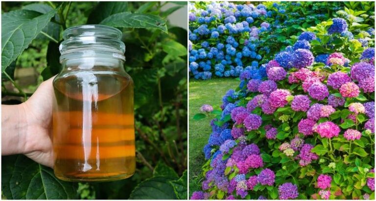Feed Your Hydrangeas This Way And Watch Them Pour Their Energy Into Bigger, Fuller Flowers