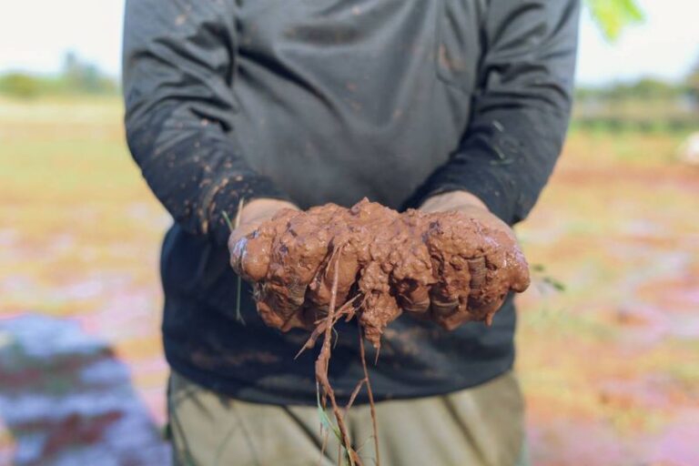 The One Soil Type Cucumbers Struggle In – And Why It Leaves Them Weak And Yellow