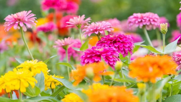 Your Zinnias Aren’t Done Blooming—These 14 Late-Summer Mistakes Are Quietly Stalling Them