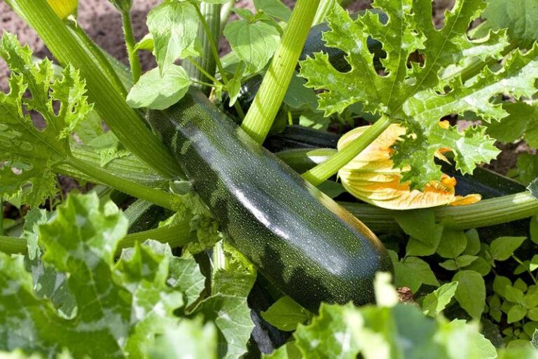 16 Signs Your Zucchini Has Hit The Perfect Picking Moment (Wait Too Long And It Turns To Mush)