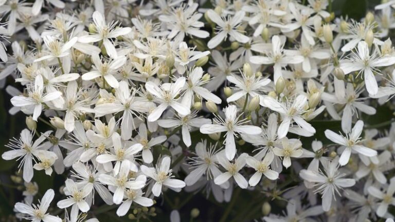26 Invasive Clematis Varieties You’ll Regret Planting—And How To Keep Them In Check