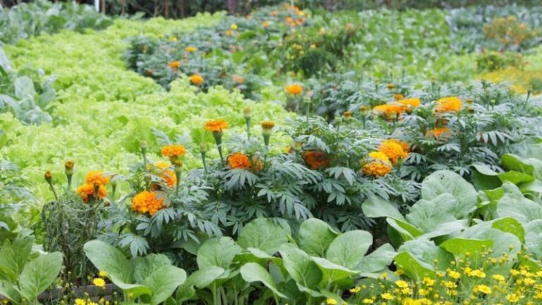 15 Genius Reasons Marigolds Belong In Your Vegetable Garden (Most Gardeners Have No Idea)