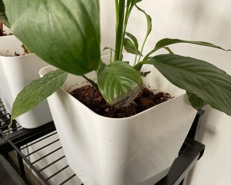 If Your Peace Lily Leaves Are Turning Black, One Hidden Stress Is Quietly Getting Worse