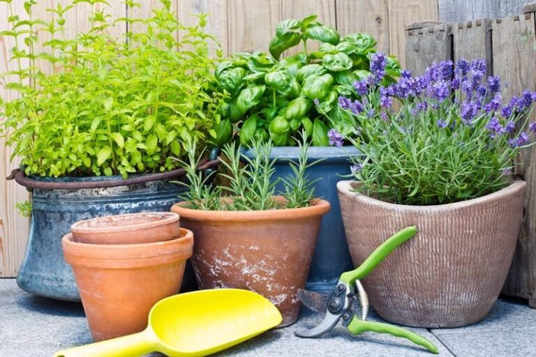 20 Container Tricks That Fix Lavender That Sulks In Pots Instead Of Thriving