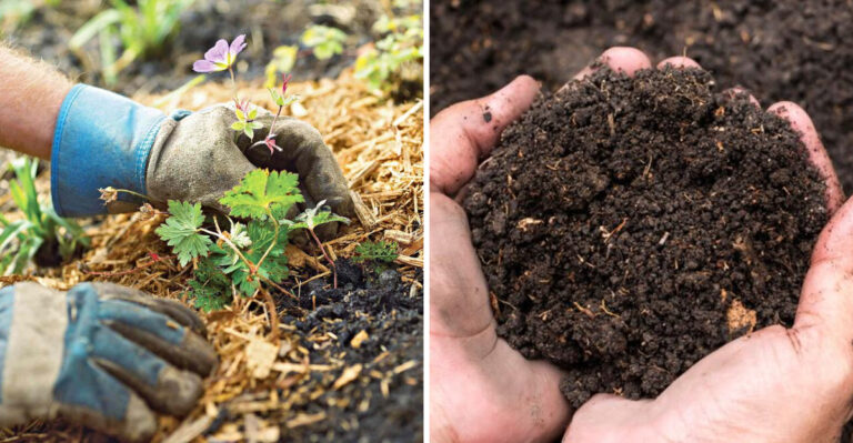 6 gardening tricks for helthier plants