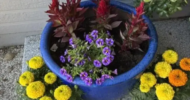 32 Beautiful Plants To Grow Instead Of Marigolds When Your Beds Feel Overused