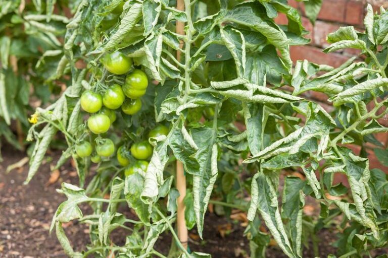 Your Curling Tomato Leaves Are A Warning Sign – Here’s What They’re Telling You In Early Summer