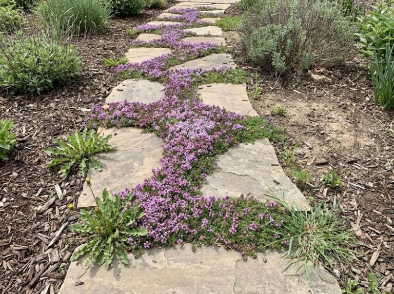 Plant This One Stunning Ground Cover And Watch Your Garden Stay Weed-Free All Year