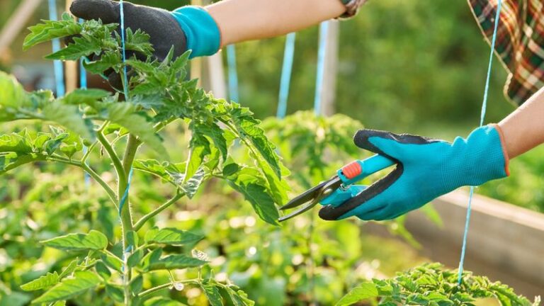 Avoid These 11 Tomato Pruning Mistakes That Quietly Wreck The Whole Plant
