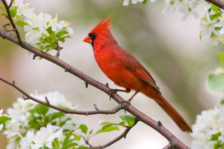 If You Want Cardinals To Actually Stay In Your Yard, Give Them These 5 Reasons Not Just A Feeder