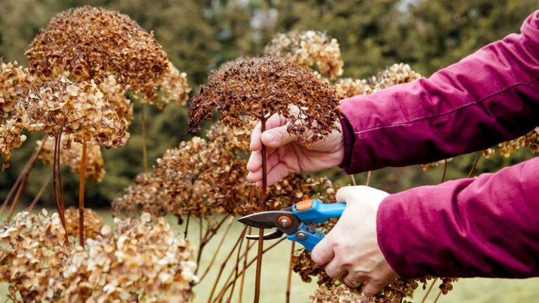 15 Ways You’re Accidentally Ruining Your Hydrangeas Without Realizing It