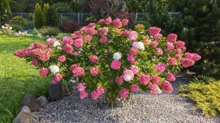 9 Dreamy Flowering Shrubs To Plant Instead Of Hydrangeas When You Want Something Fresh