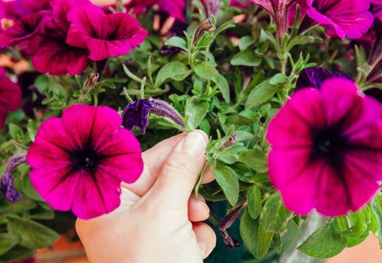 5 Simple Ways To Pinch Your Petunias For Bigger Blooms Right Through The End Of Summer