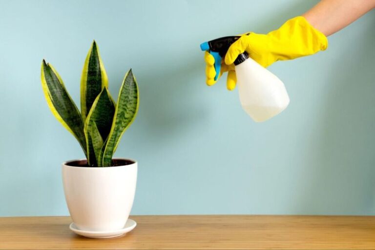 Your Snake Plant Leaves Are Turning Soft And Mushy? Here’s The Hidden Cause And How To Save It