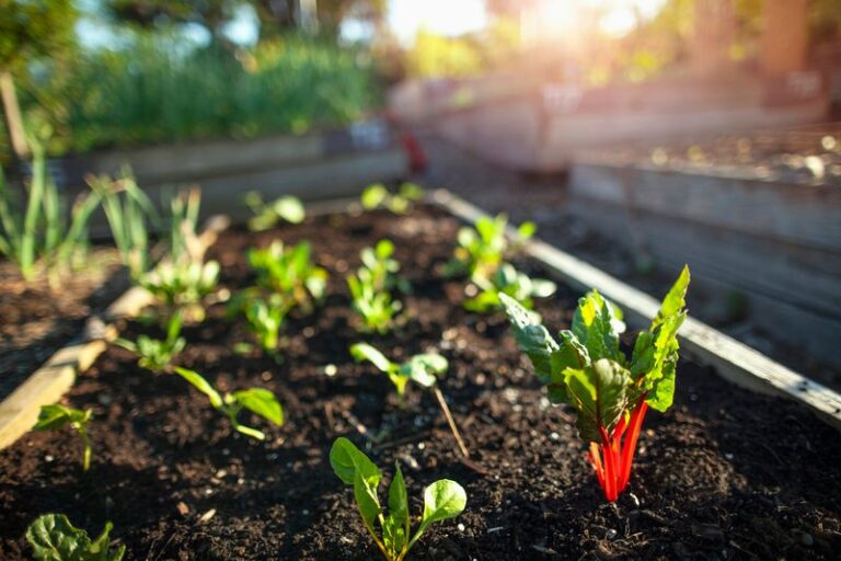 12 Fall Vegetables You Need To Get In The Ground By August For A Big Autumn Harvest