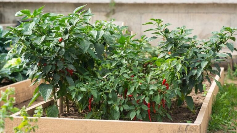15 Late-Summer Feeding Tricks That Wake Up Stalled Peppers And Push Them Straight Into Fall
