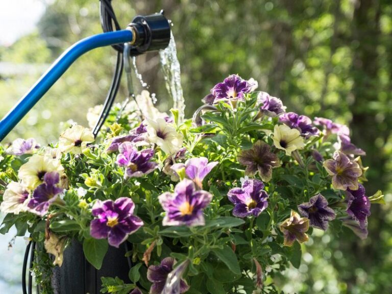 4 Watering Tips That Turn Struggling Petunias Into Lush, Nonstop Bloomers