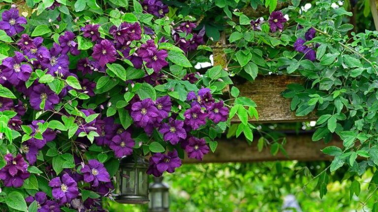 17 Easy Ways To Bring A Struggling Clematis Back To Life When One Hidden Habit Is Holding It Back