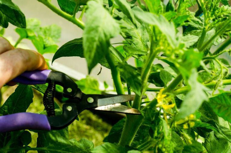 Here Are The 5 Reasons To Top Your Tomato Plants And Exactly When To Make The Cut