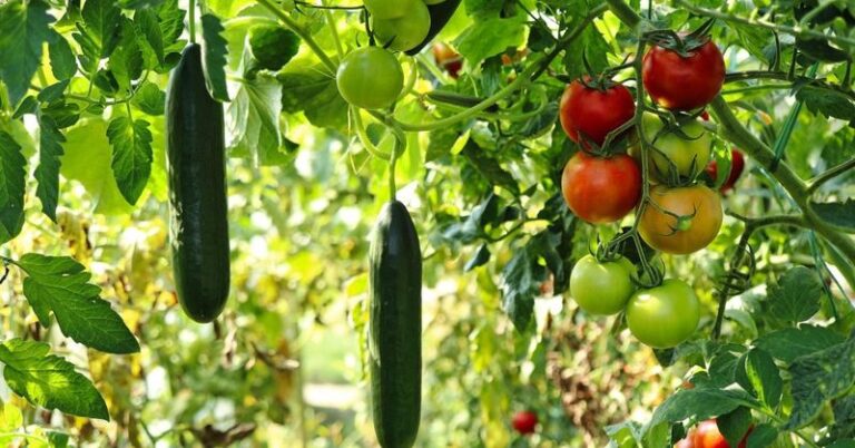 16 Plants You Should Never Grow Next To Your Cucumbers (Some Cause More Trouble Than You’d Think)