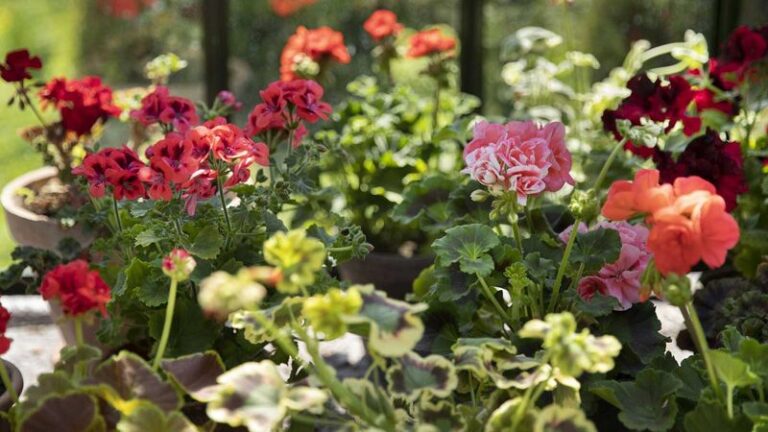 6 Space-Saving Ways To Grow Fuller Geraniums In Pots When You’re Short On Room