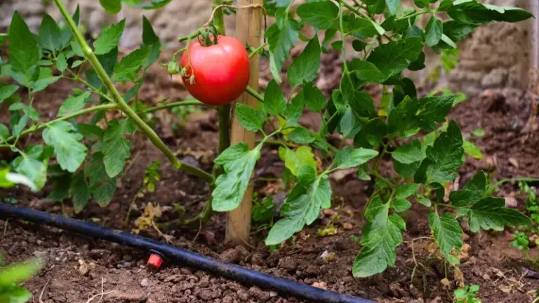 Water Your Tomatoes This One Way And Watch Your Biggest Yield Yet Roll In