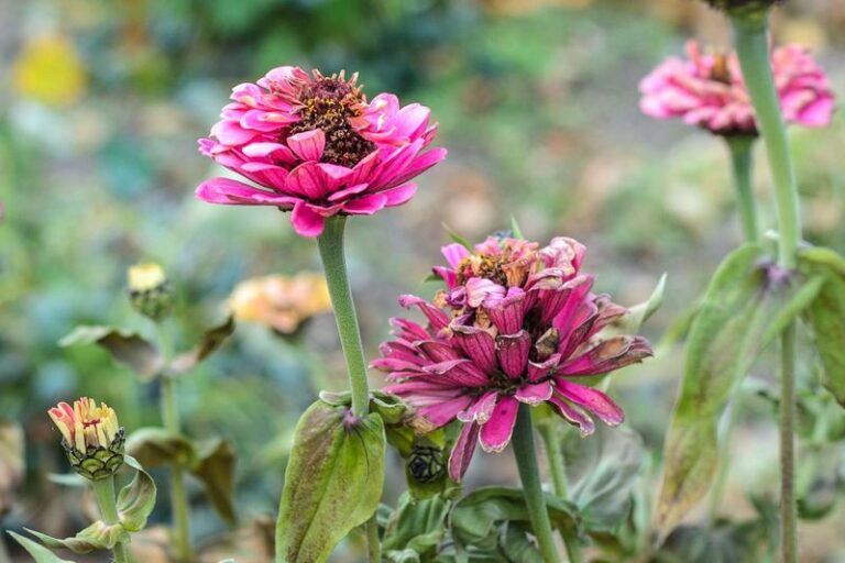 16 Signs Your Zinnias Are Quietly Stressed—And How To Keep Them Blooming Strong Through The Heat