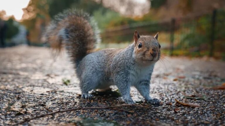 20 Smells Squirrels And Chipmunks Absolutely Hate, Sprinkle These And They’ll Stop Digging Up Your Beds